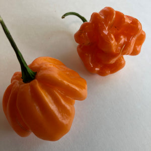 Scotch Bonnet Freeport Orange - Seeds - Bohica Pepper Hut 