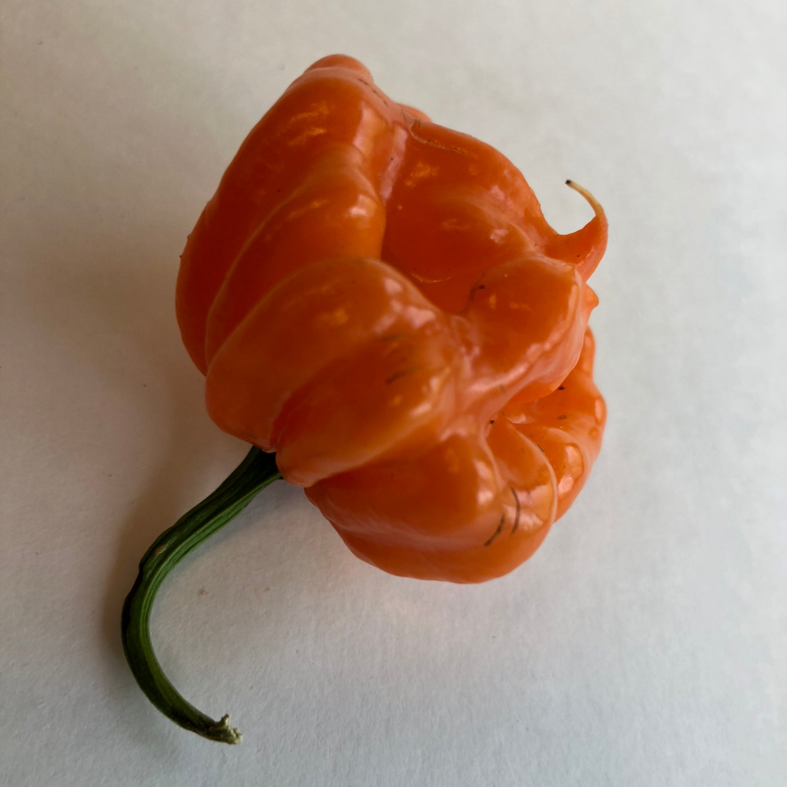 Scotch Bonnet Freeport Orange - Seeds - Bohica Pepper Hut 