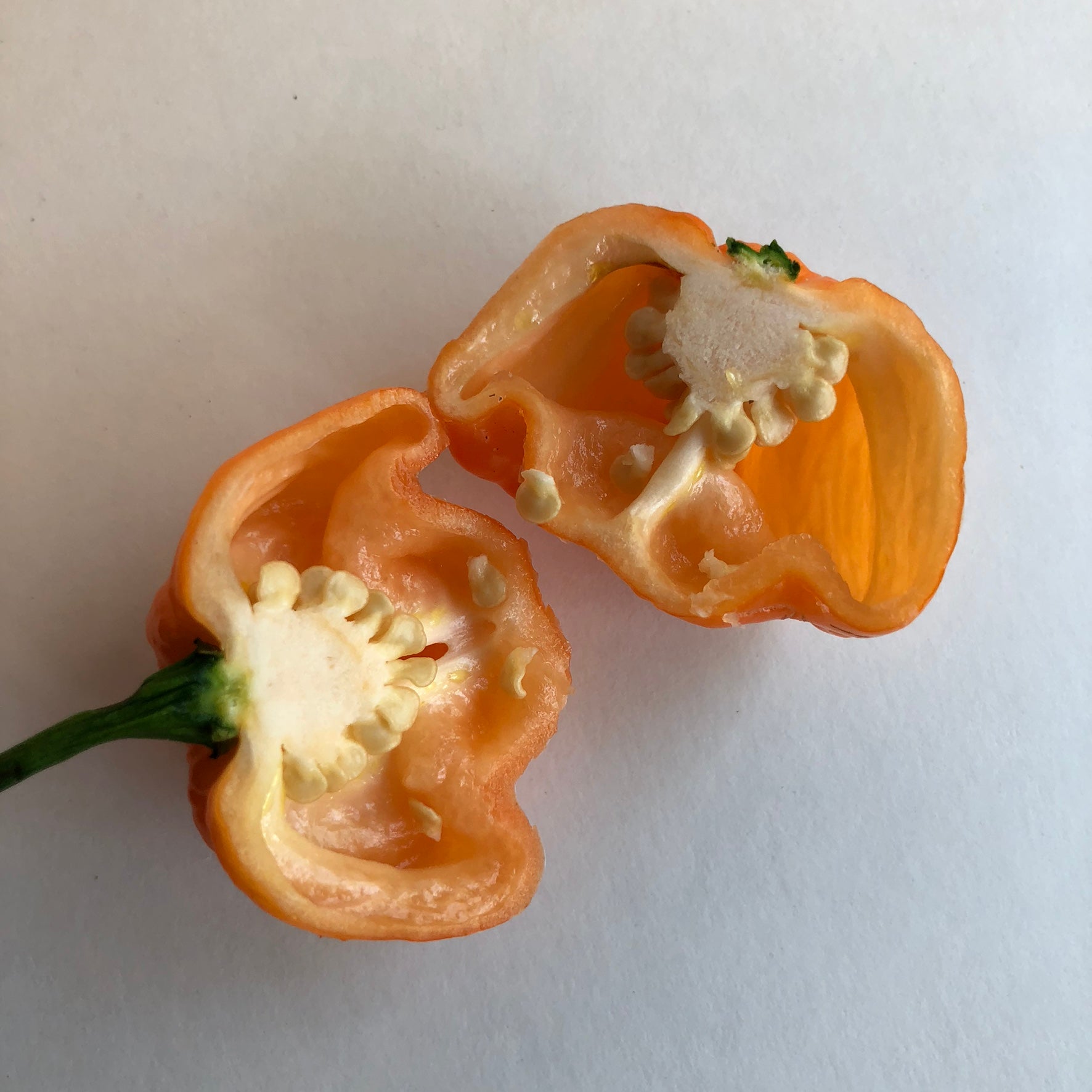 Orange Freeport Scotch Bonnet Chile Peppers Information and Facts
