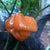 Scotch Bonnet Freeport Orange - Seeds - Bohica Pepper Hut 