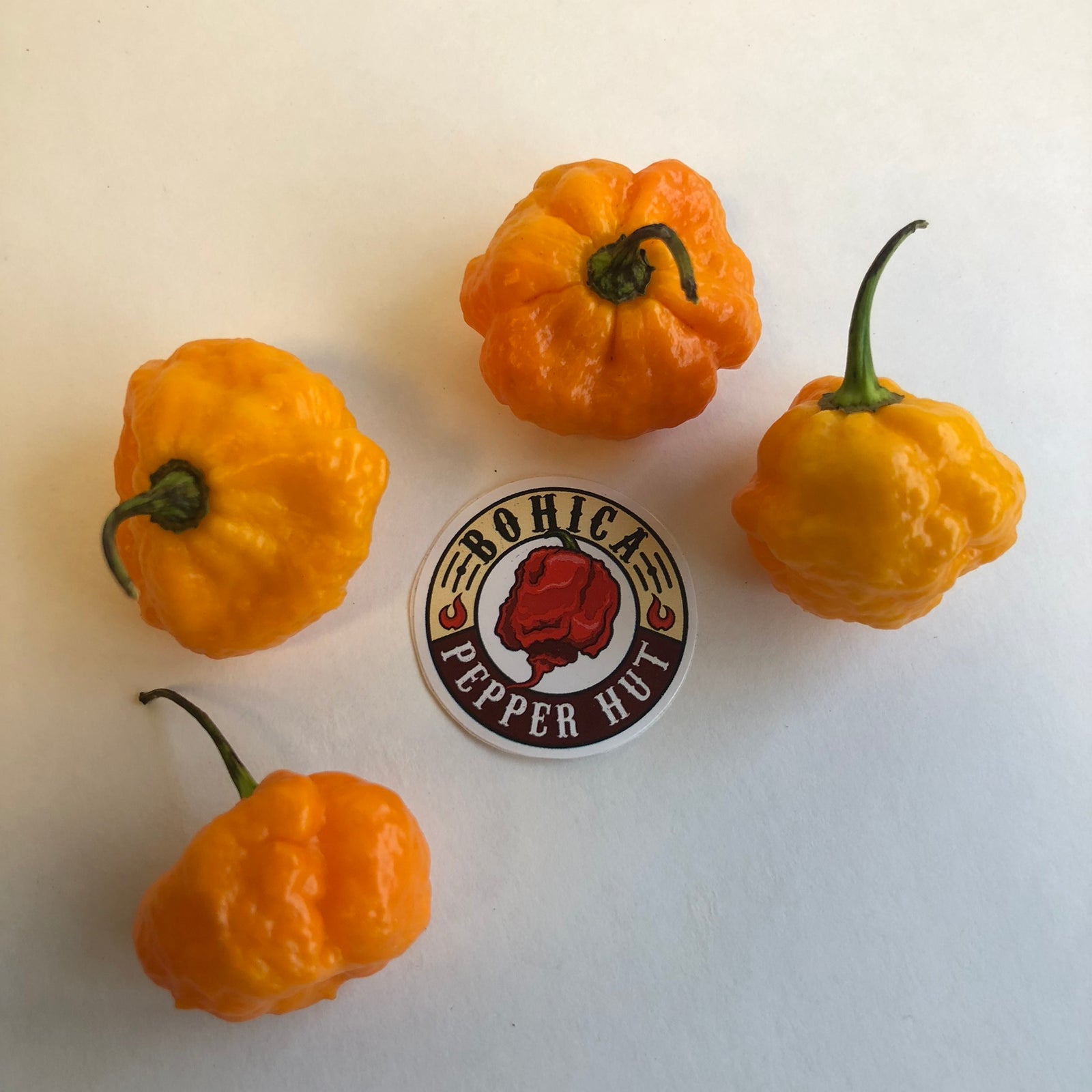 Scotch Brains - Seeds - Bohica Pepper Hut 