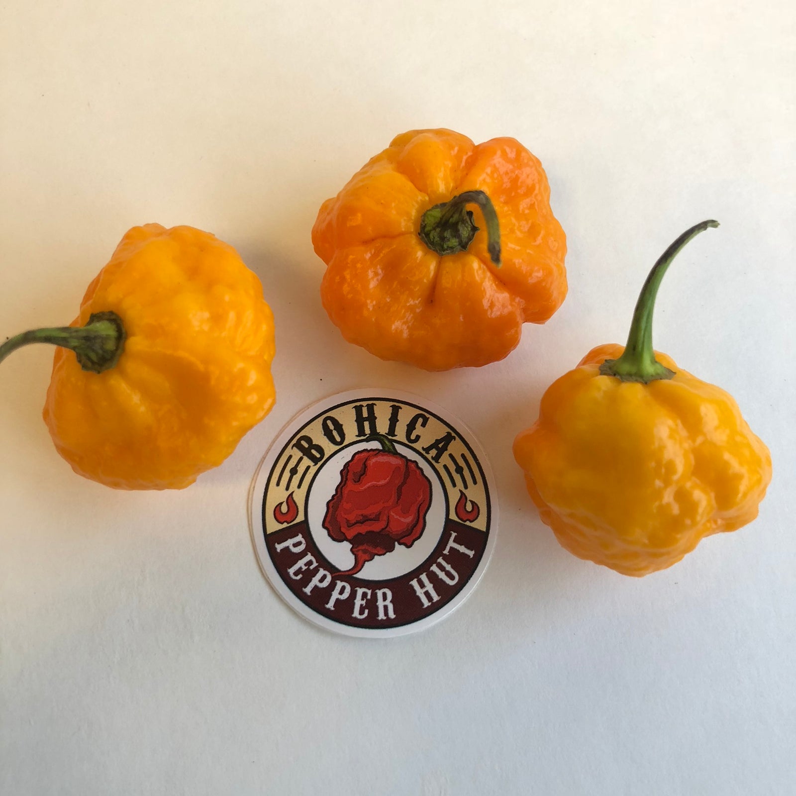 Scotch Brains - Seeds - Bohica Pepper Hut 
