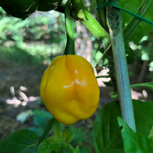 Papa Dreadie - Seeds - Bohica Pepper Hut 
