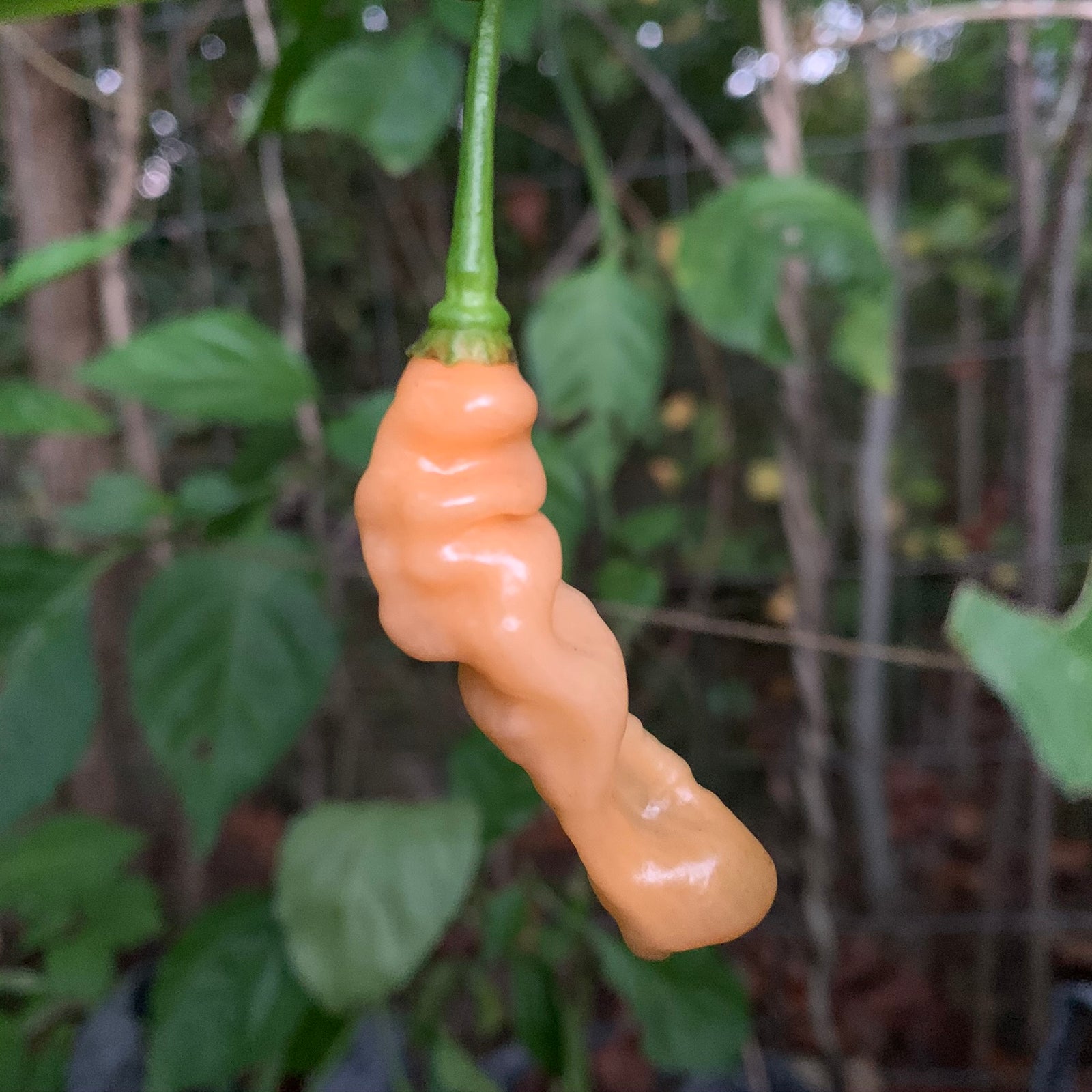 Lightning Habanero Peach - Seeds - Bohica Pepper Hut 