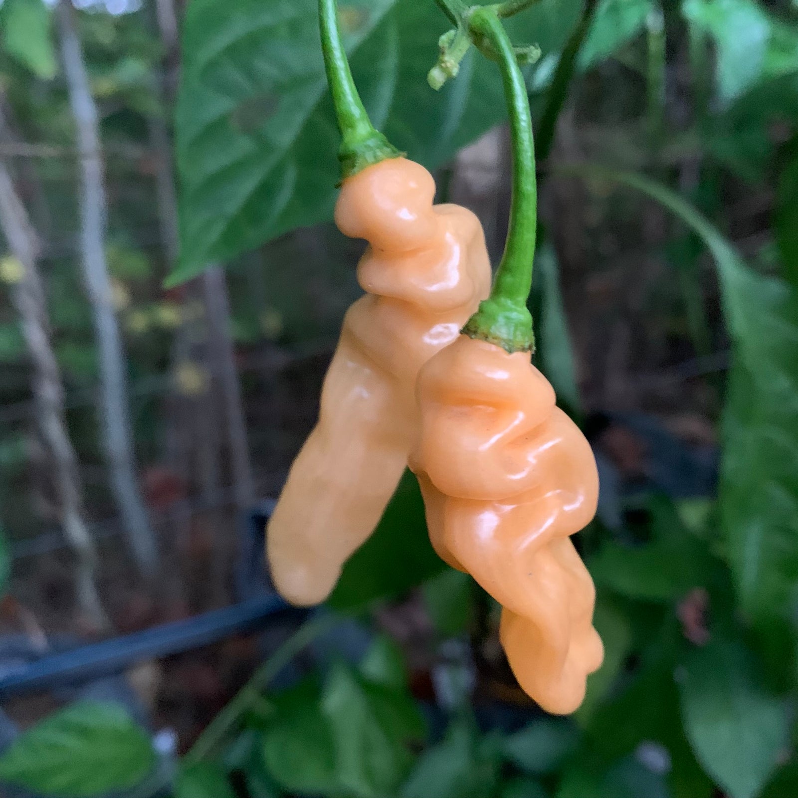 Lightning Habanero Peach - Seeds - Bohica Pepper Hut 
