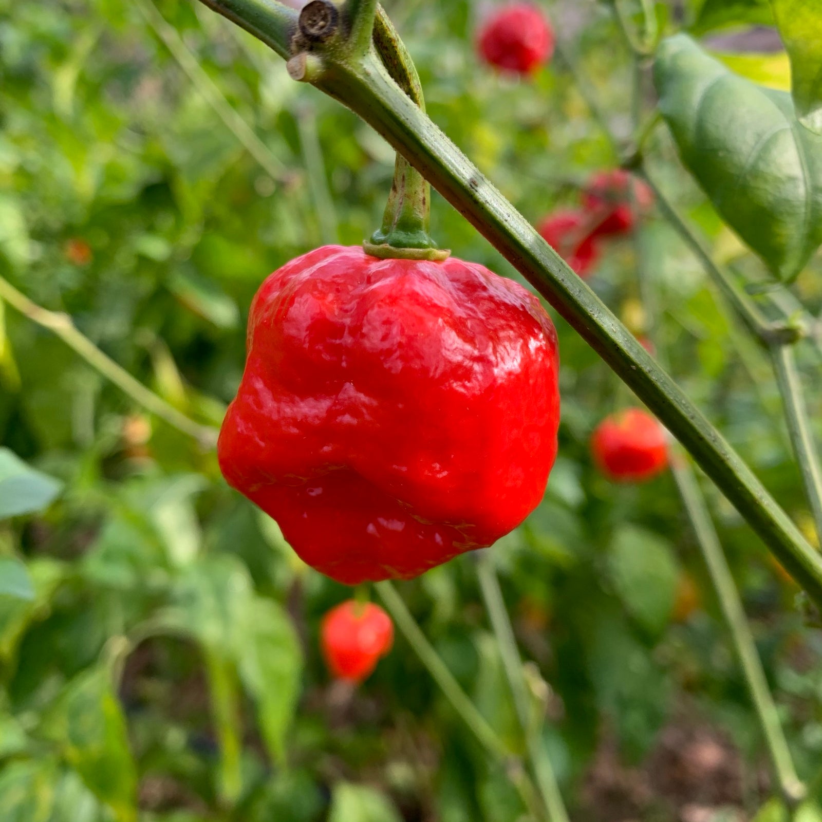 Jigsaw x Moruga - Seeds - Bohica Pepper Hut 