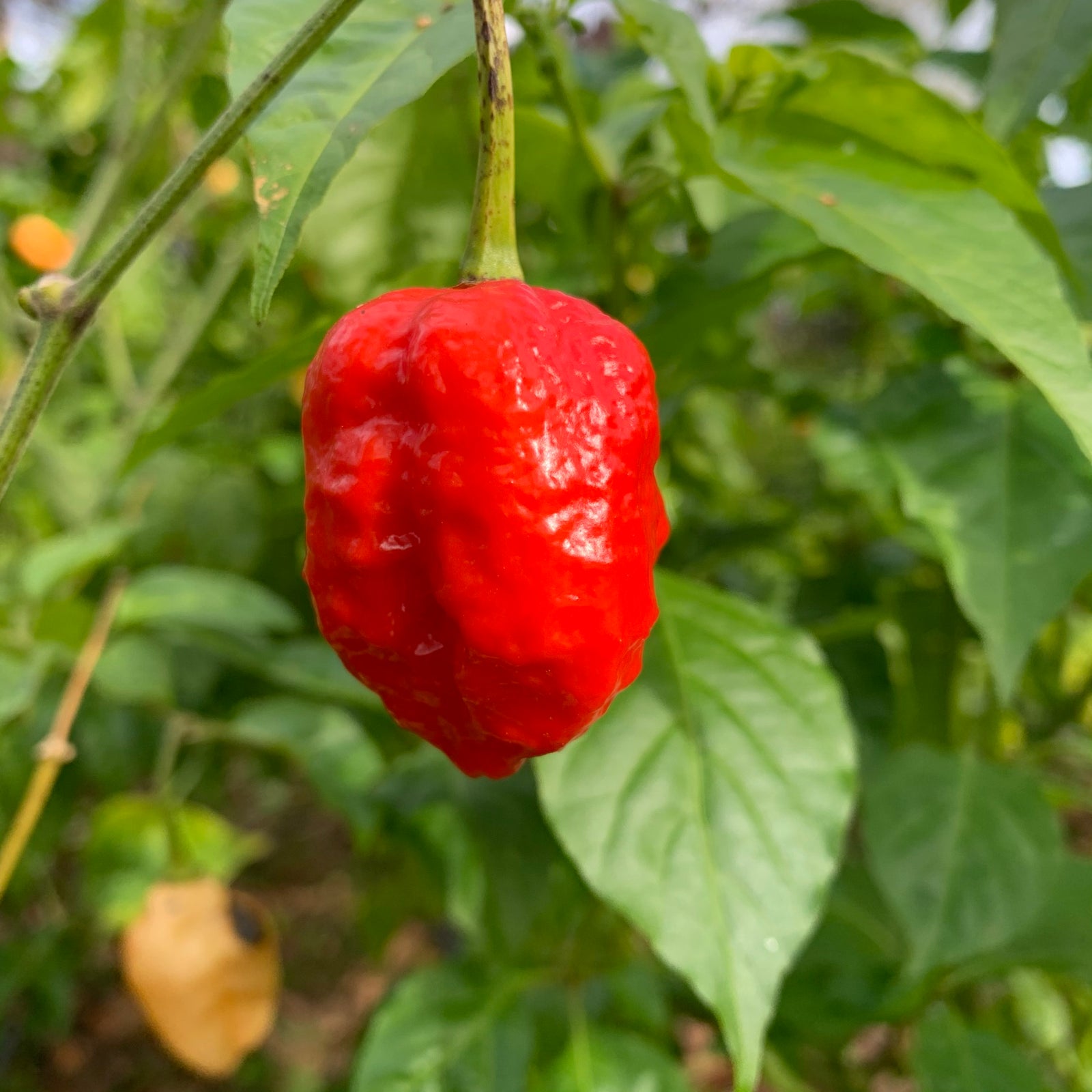 Jigsaw x Moruga - Seeds - Bohica Pepper Hut 