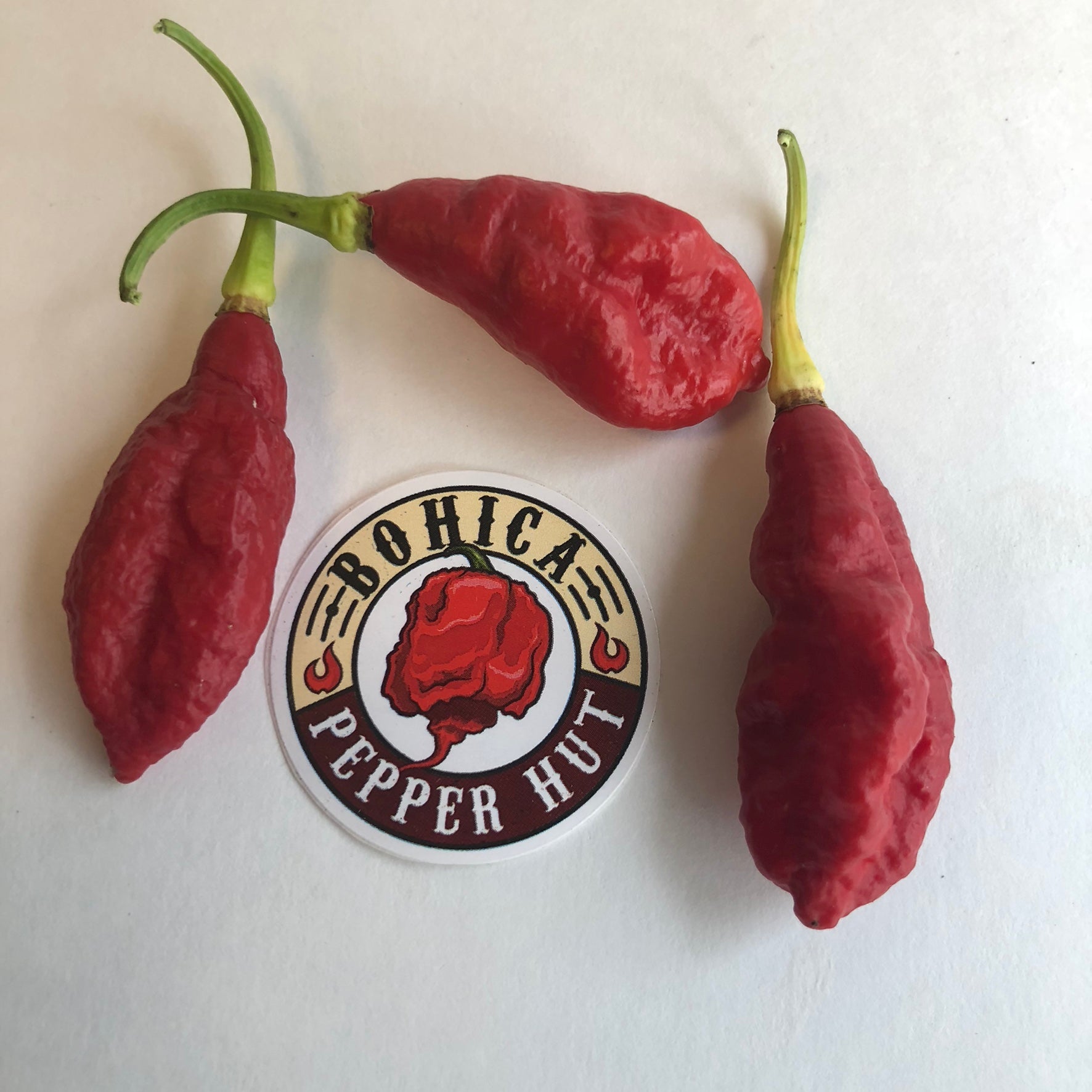 Jay's Peach Primo Red Cross - Seeds - Bohica Pepper Hut 