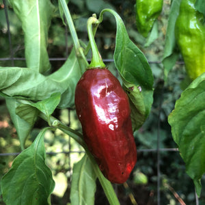 Habanero Black - Seeds - Bohica Pepper Hut 