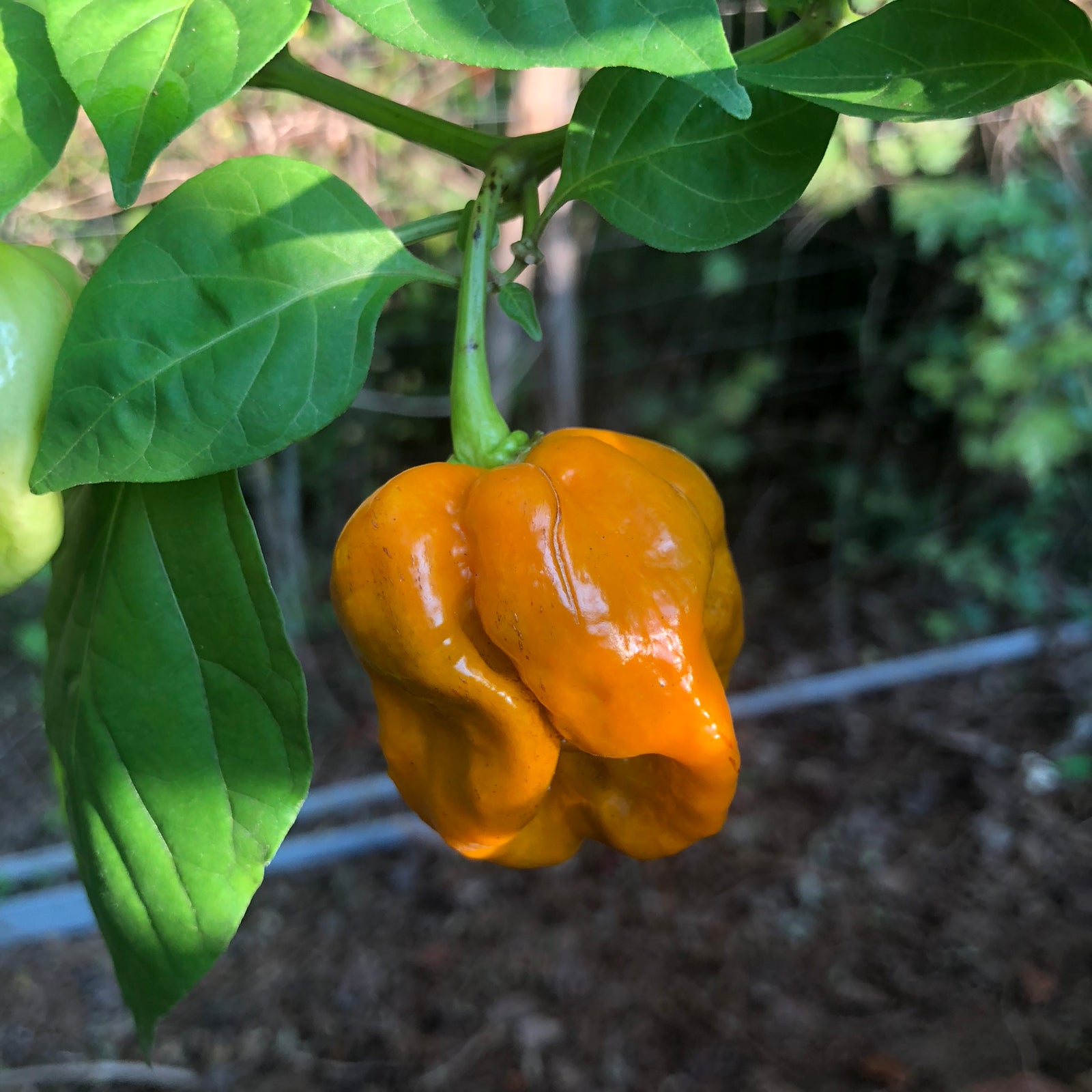 Habanero Orange Craigs - Seeds - Bohica Pepper Hut 