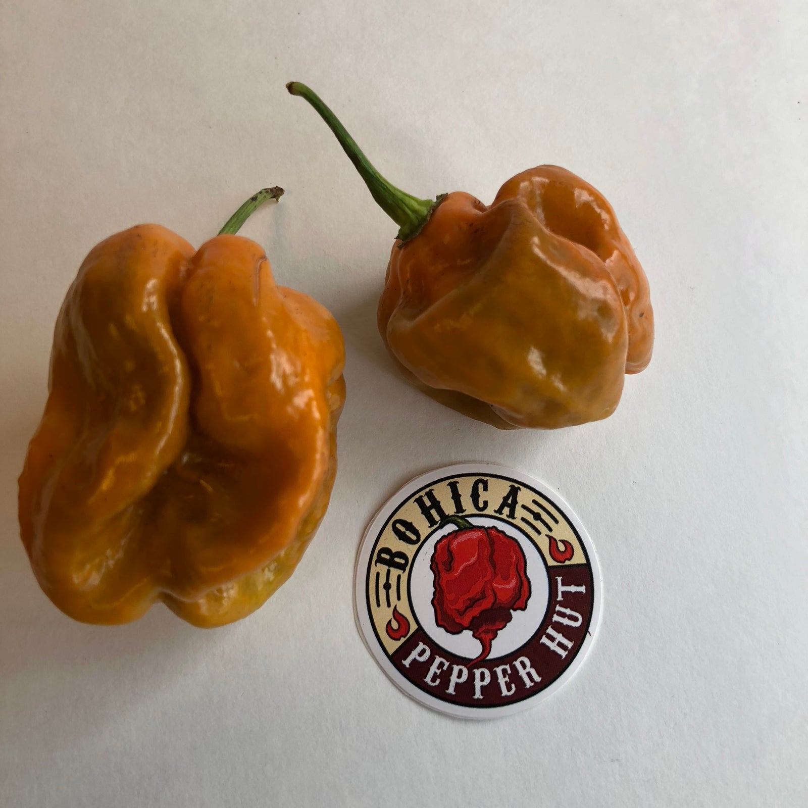 Habanero Orange Craigs - Seeds - Bohica Pepper Hut 