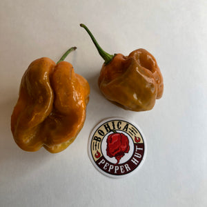 Habanero Orange Craigs - Seeds - Bohica Pepper Hut 