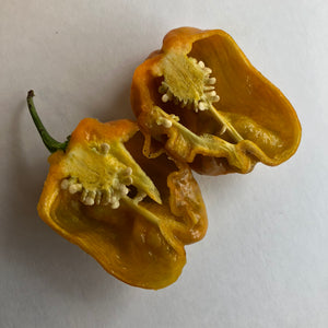 Habanero Orange Craigs - Seeds - Bohica Pepper Hut 