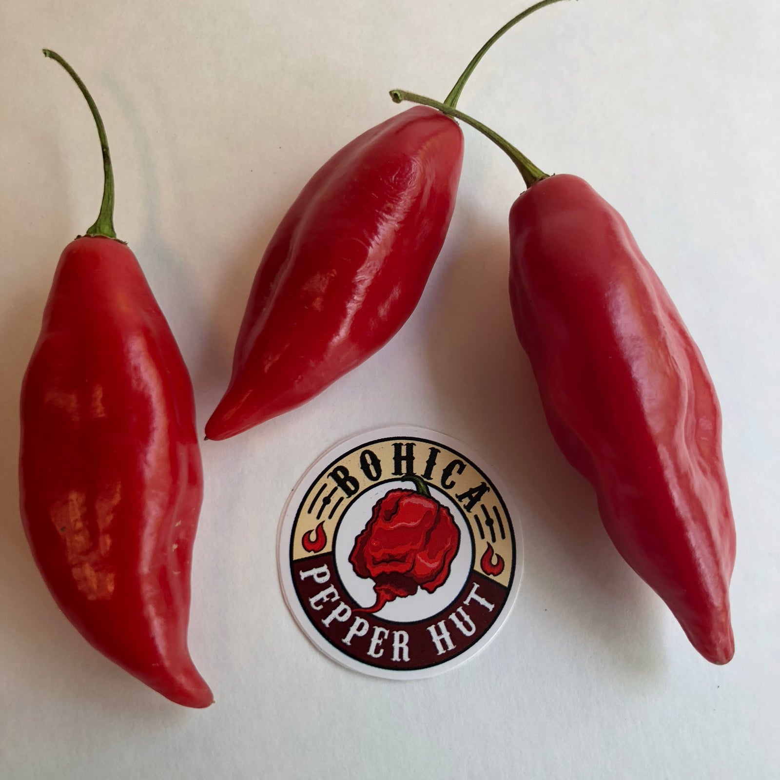 Habanero Paper Lantern - Seeds - Bohica Pepper Hut 