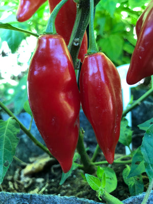 Habanero / Scotch Bonnet  - Pepper Seeds Combo Pack (10 Varieties) - Seeds - Bohica Pepper Hut 