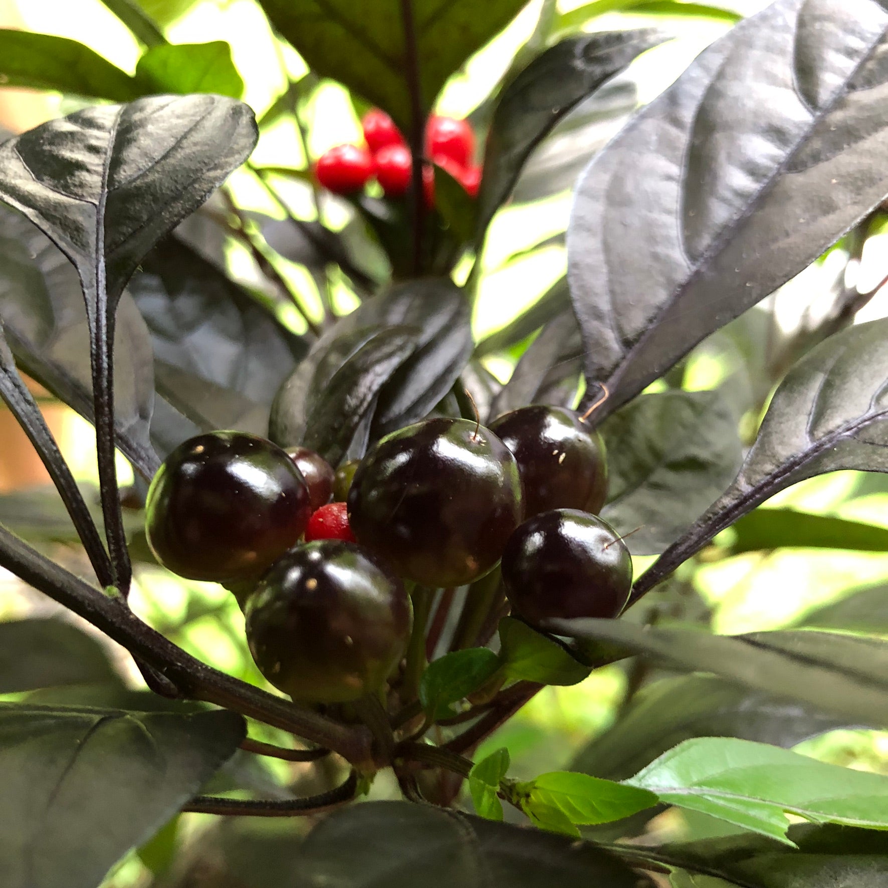 pearl plant seeds Black Pearl