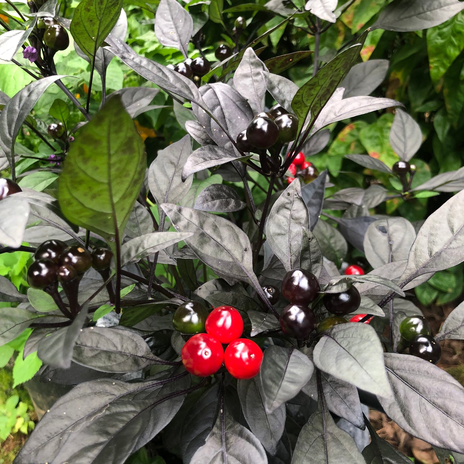 Black Pearl - Seeds - Bohica Pepper Hut 