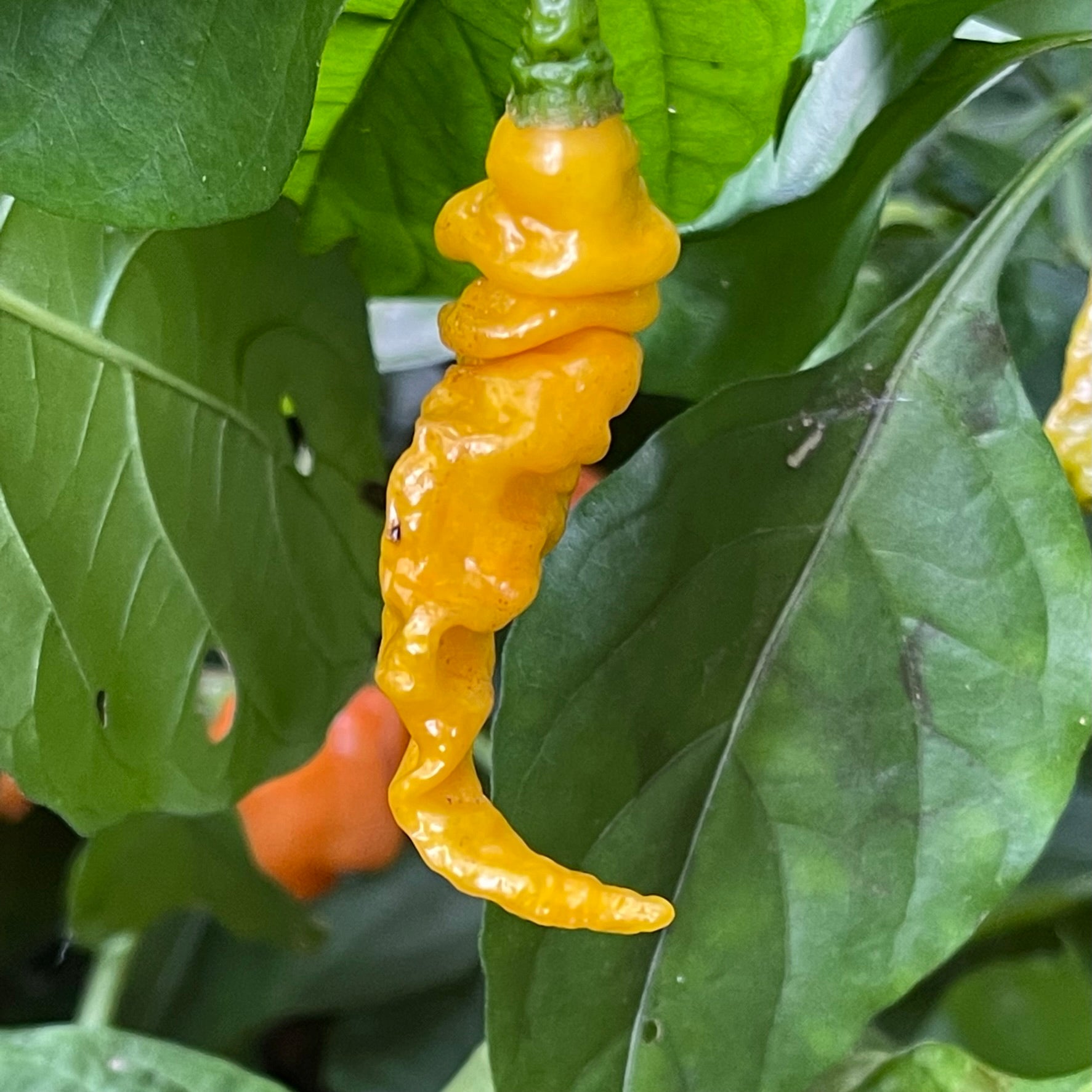 lightning plant seeds Habanero Lightning Mustard