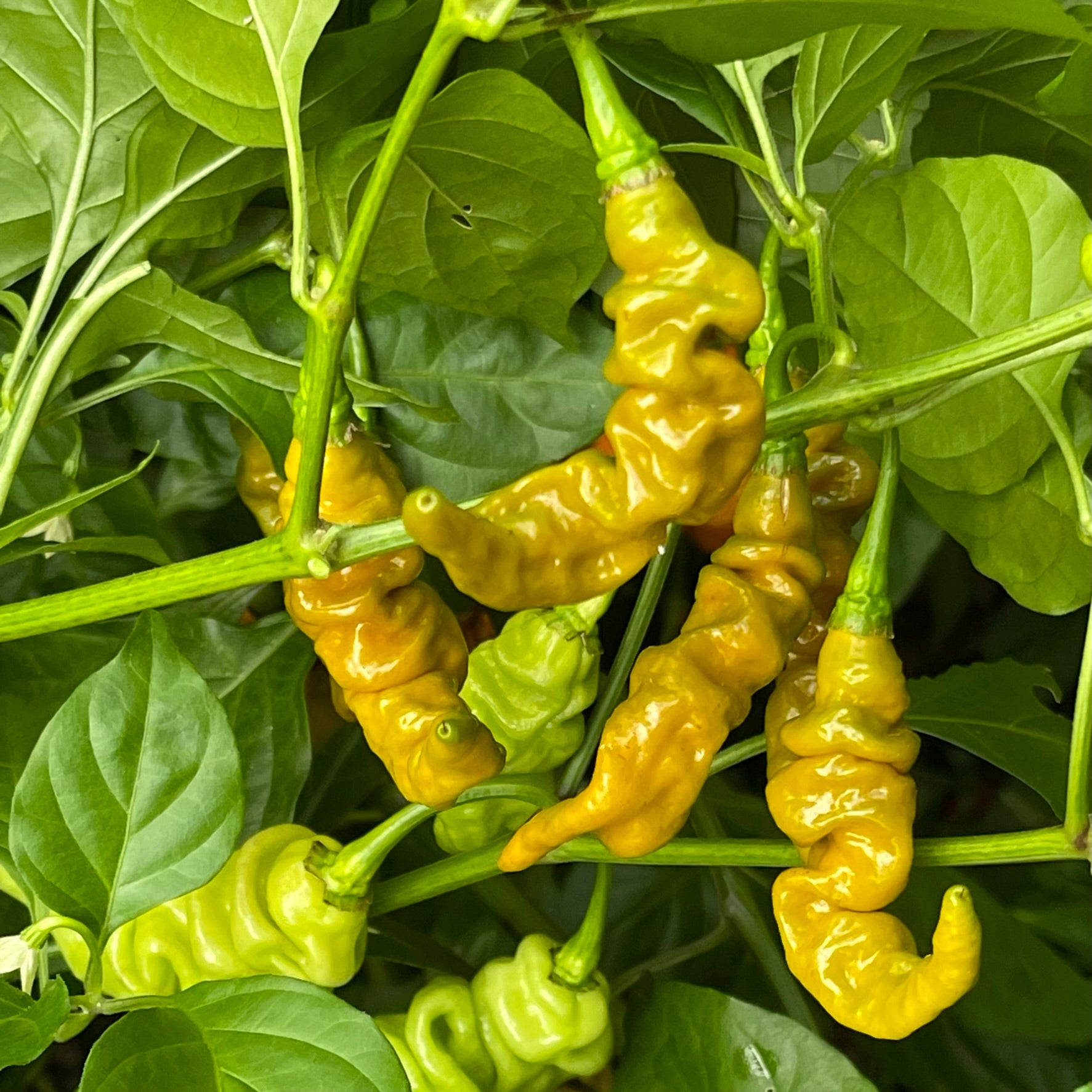 lightning plant seeds Habanero Lightning Mustard