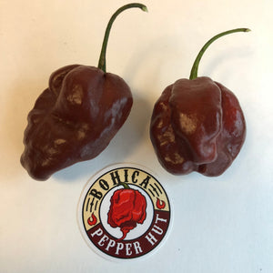 Habanero Chocolate - Seeds - Bohica Pepper Hut 