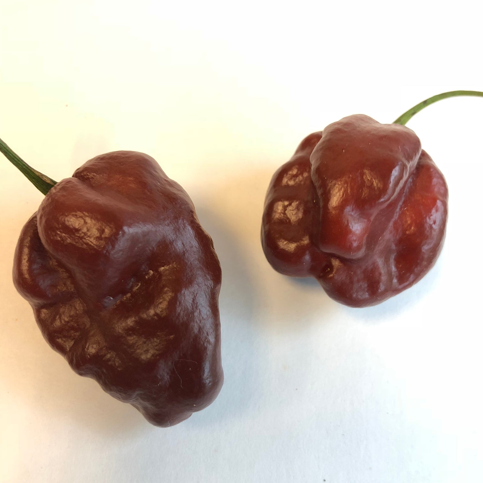 Habanero Chocolate - Seeds - Bohica Pepper Hut 
