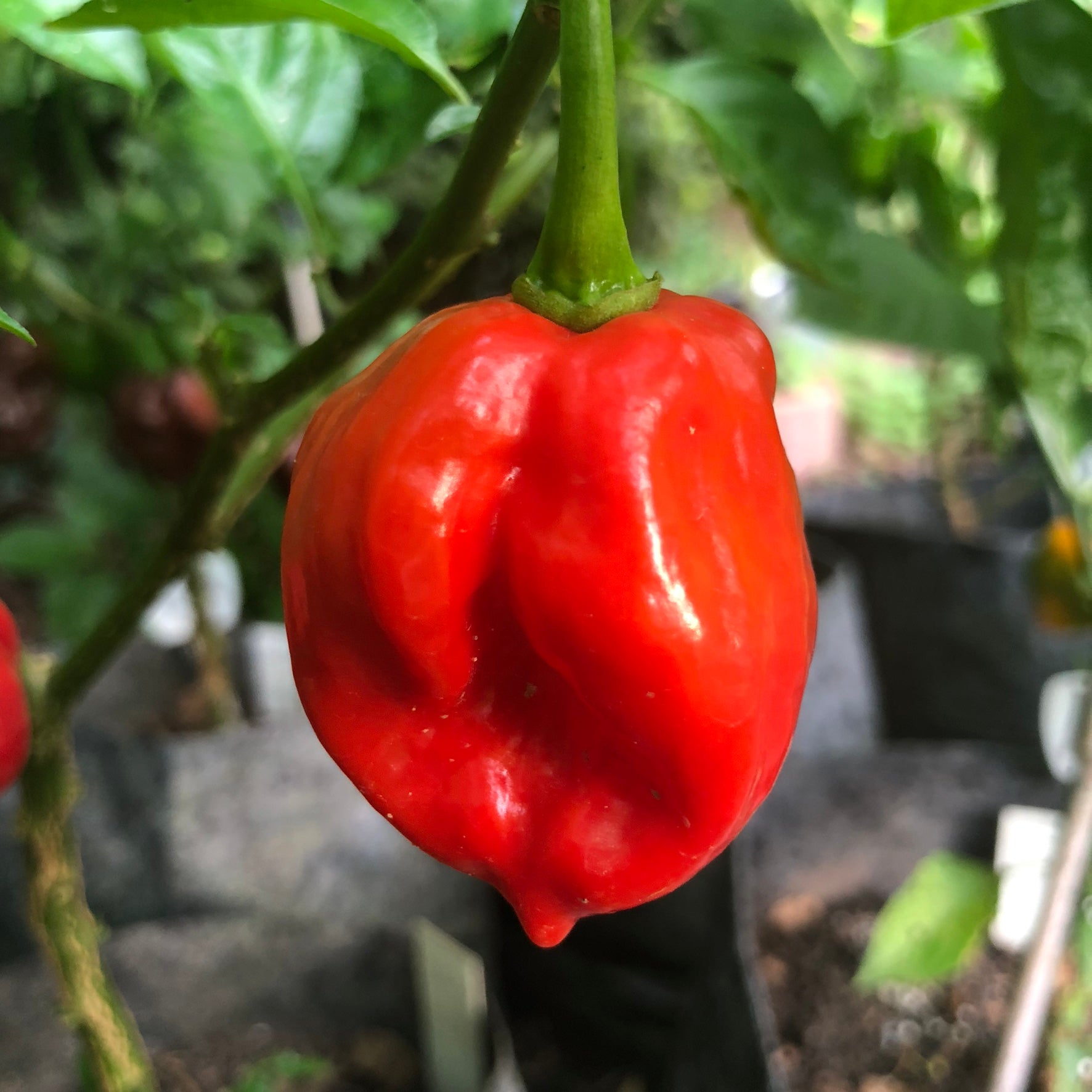 Habanero Caribbean Red - Seeds - Bohica Pepper Hut 