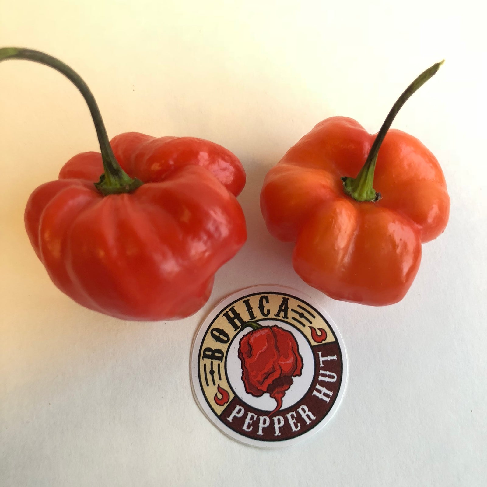 Habanero Caribbean Red - Seeds - Bohica Pepper Hut 