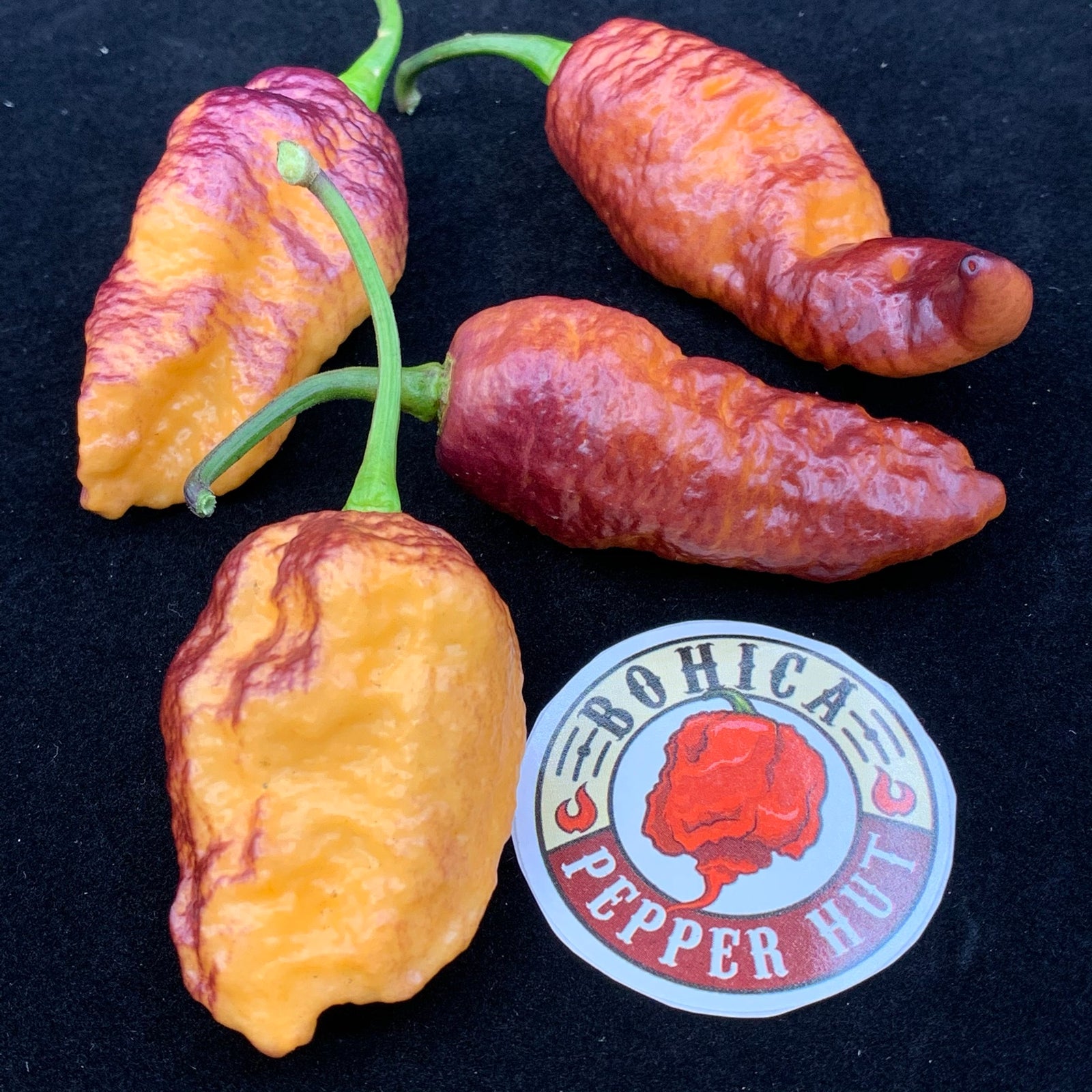 Pink Tiger x Peach Bhut - Seeds - Bohica Pepper Hut 