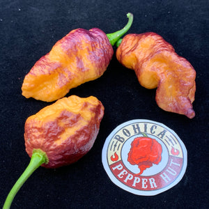 Pink Tiger x Peach Bhut - Seeds - Bohica Pepper Hut 