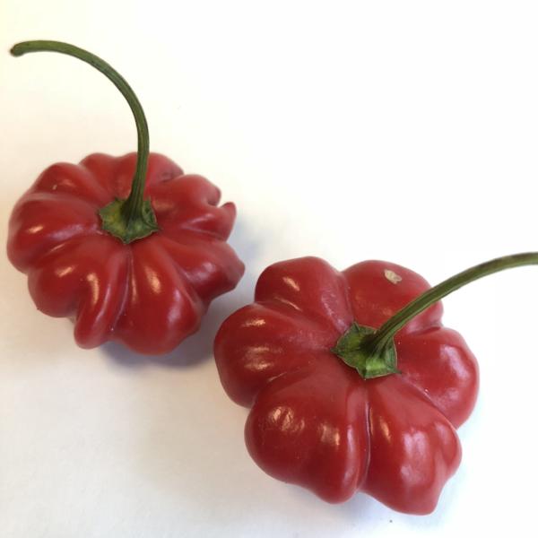 Brazilian Starfish  - Seeds - Bohica Pepper Hut 