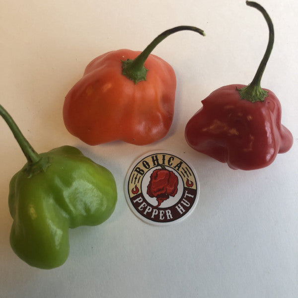Bishops Crown - Seeds - Bohica Pepper Hut 
