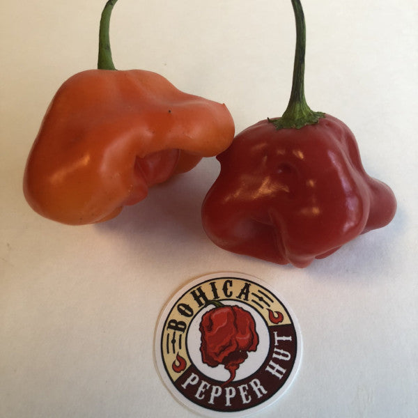 Bishops Crown - Seeds - Bohica Pepper Hut 