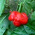 Scotch Bonnet MOA Red - Seeds - Bohica Pepper Hut 