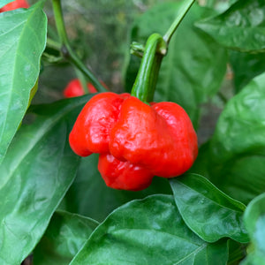 Scotch Bonnet MOA Red - Seeds - Bohica Pepper Hut 