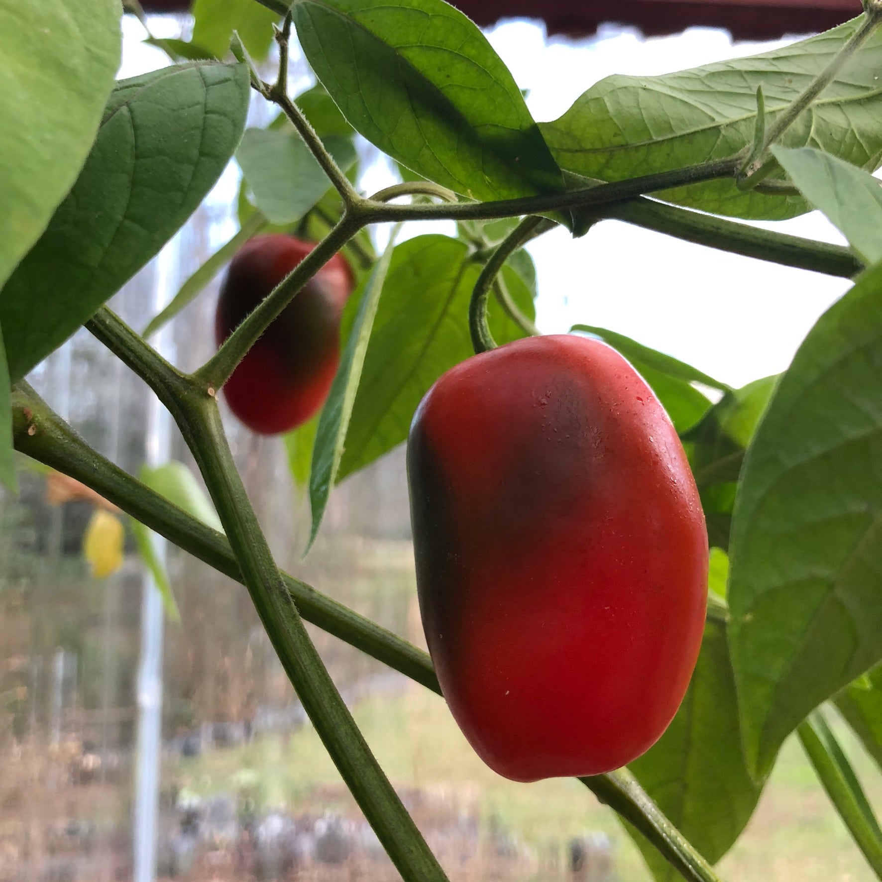 Mini Rocoto Red Pepper Que Es Rocoto