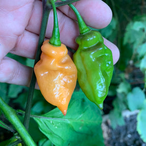 Bhut Jolokia Peach x Pimenta de Neyde - Seeds - Bohica Pepper Hut 