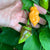 Bhut Jolokia Peach x Pimenta de Neyde - Seeds - Bohica Pepper Hut 