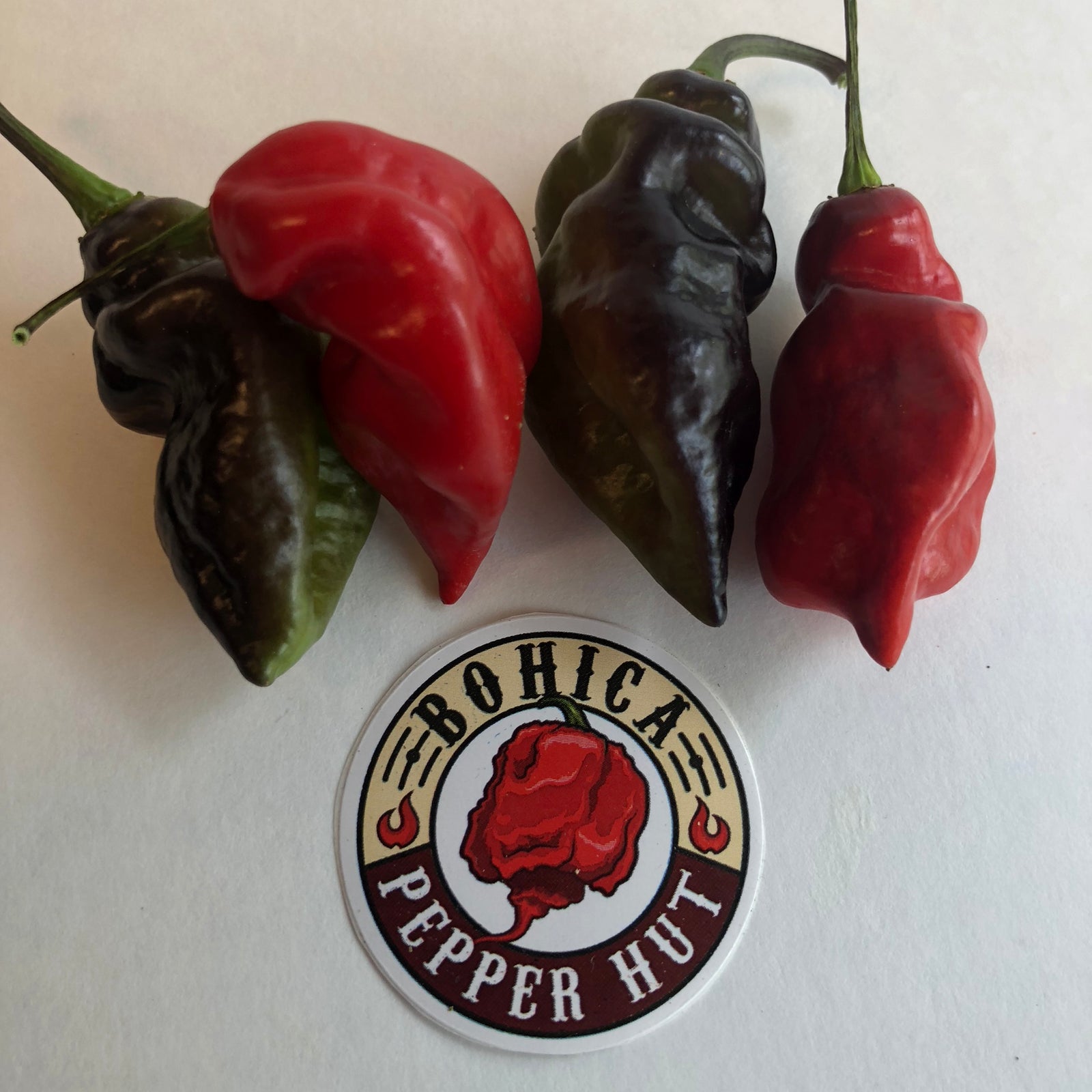 Bhut Jolokia x Pimenta de Neyde - Seeds - Bohica Pepper Hut 