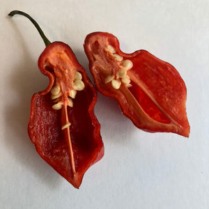 Bhut Jolokia x Pimenta de Neyde - Seeds - Bohica Pepper Hut 