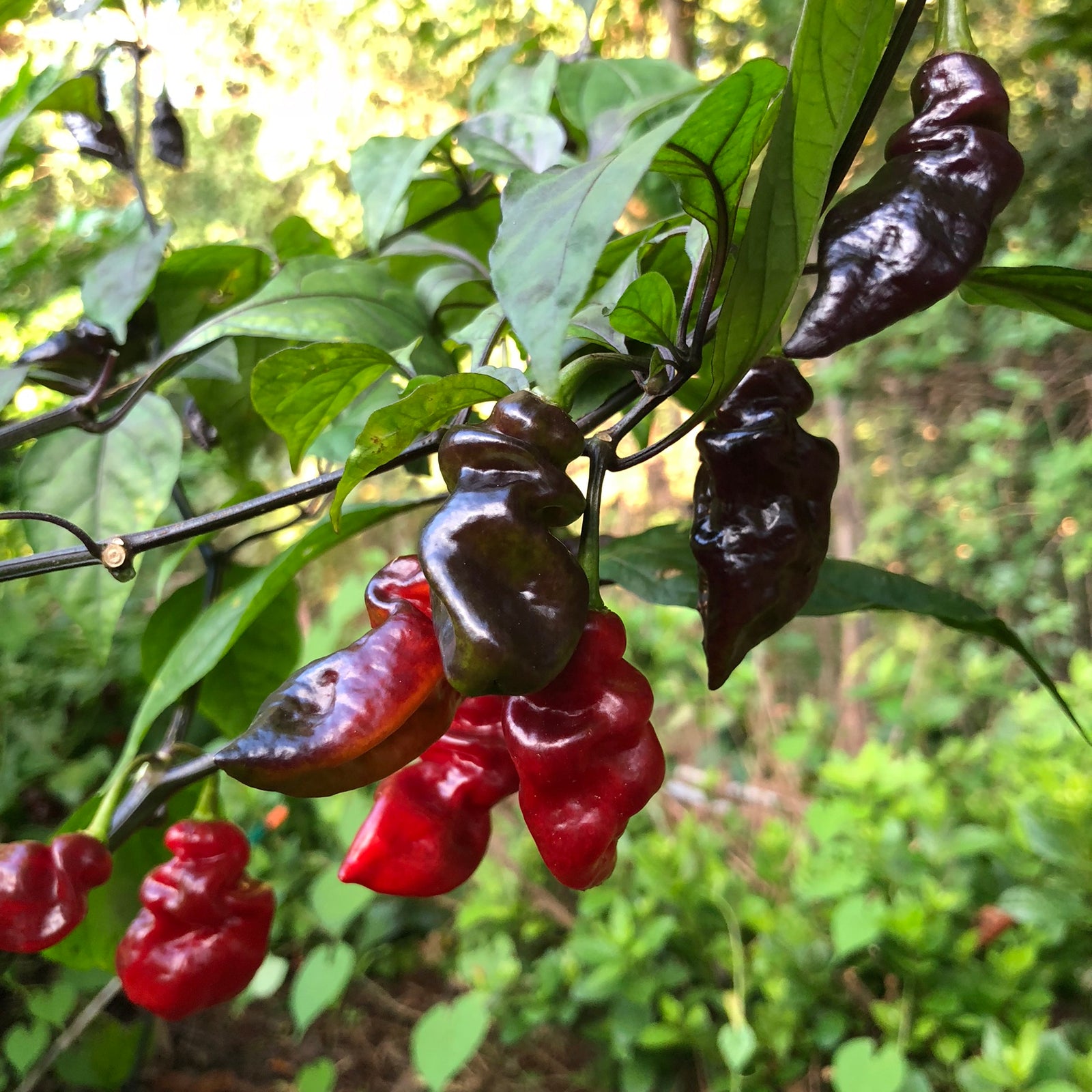 Bhut Jolokia x Pimenta de Neyde - Seeds - Bohica Pepper Hut 