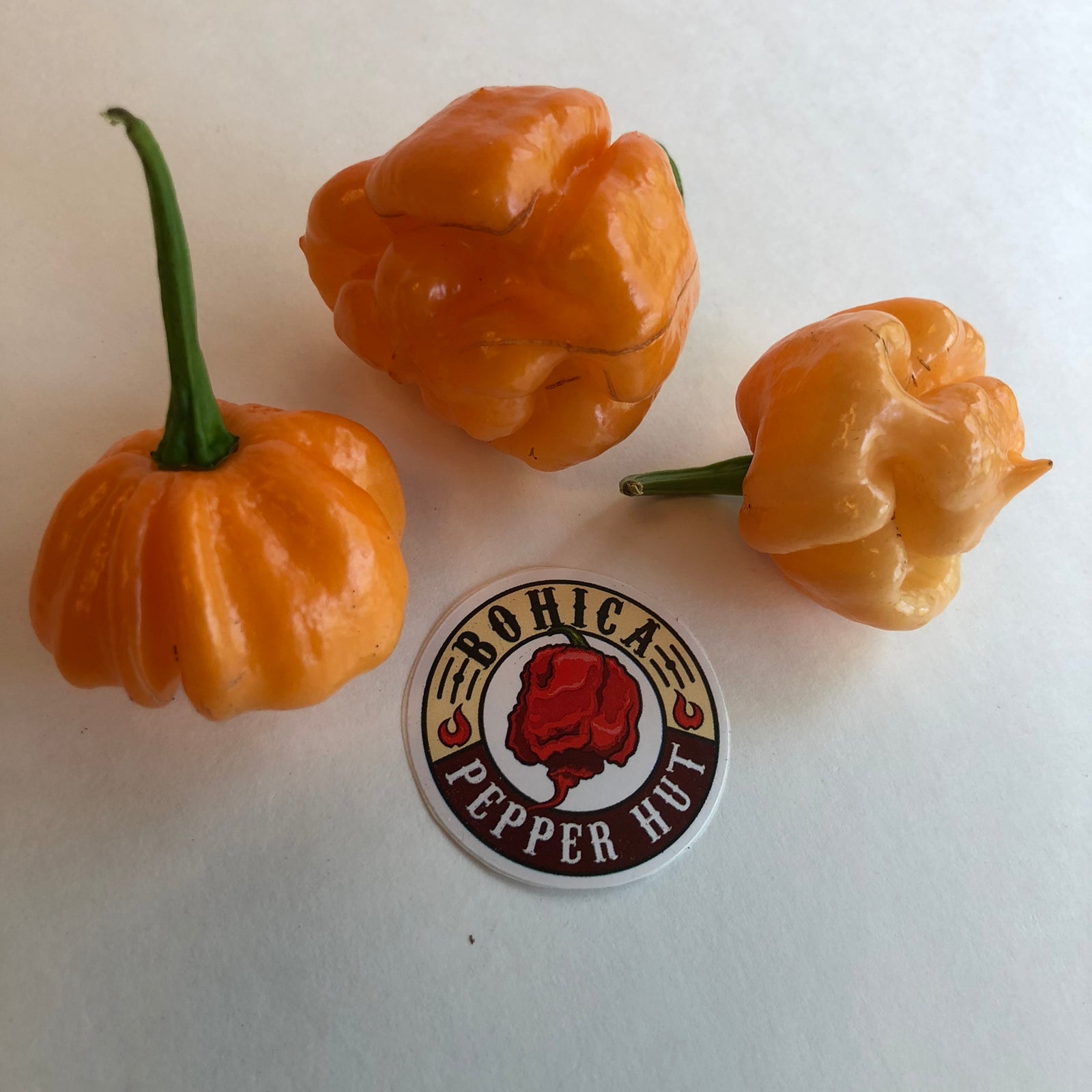 Bahamian Goat - Seeds - Bohica Pepper Hut 