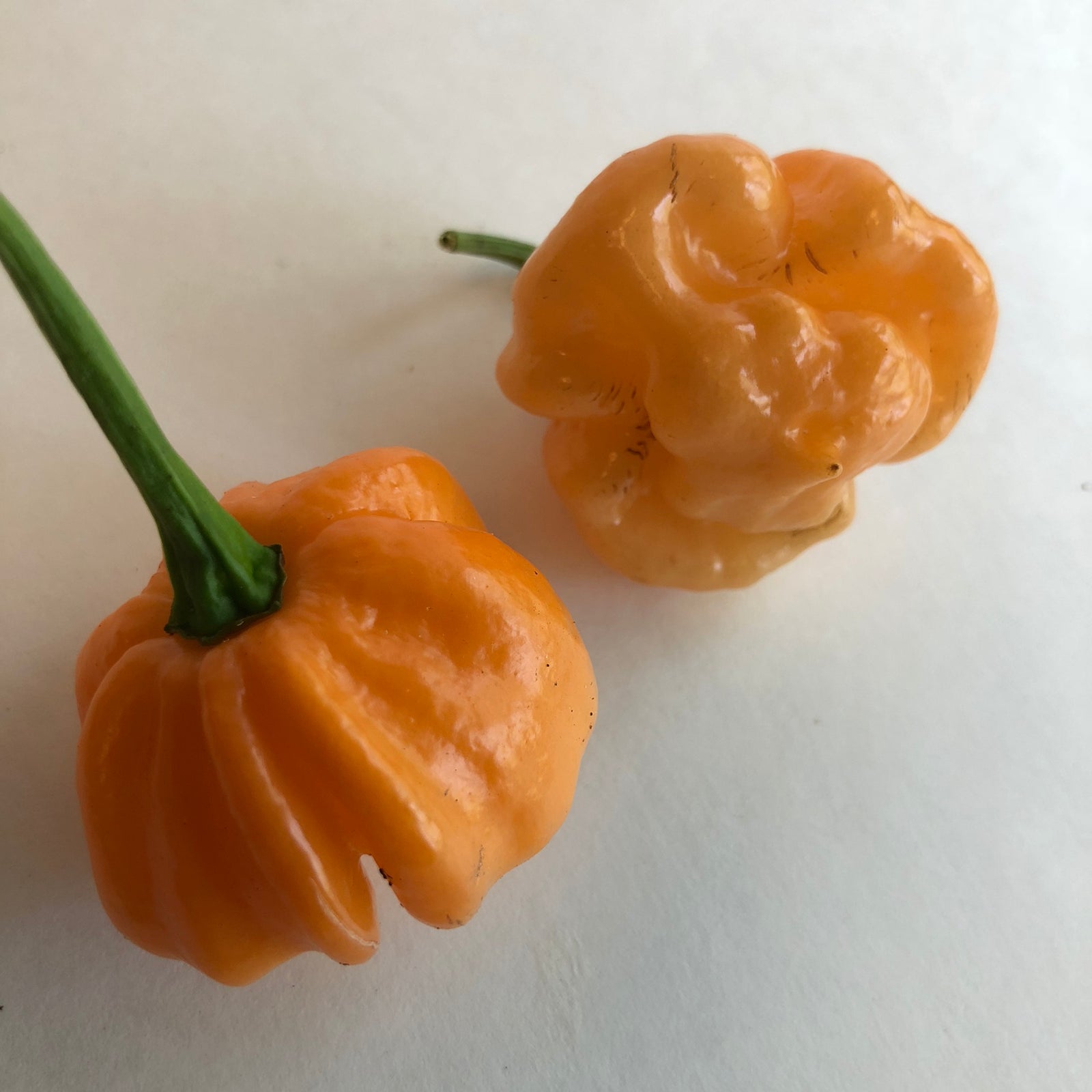 Bahamian Goat - Seeds - Bohica Pepper Hut 