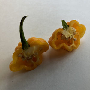 Foodarama Scotch Bonnet Yellow  - Seeds - Bohica Pepper Hut 