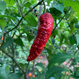 Levithan Gnarly Scorpion - Seeds - Bohica Pepper Hut 