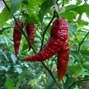 Levithan Gnarly Scorpion - Seeds - Bohica Pepper Hut 