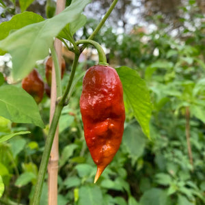 Umorok Chocolate - Seeds - Bohica Pepper Hut 