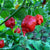 Big Red Mama - Seeds - Bohica Pepper Hut 