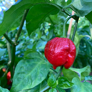 Big Red Mama - Seeds - Bohica Pepper Hut 