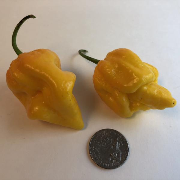 Big Yellow Mama - Seeds - Bohica Pepper Hut 