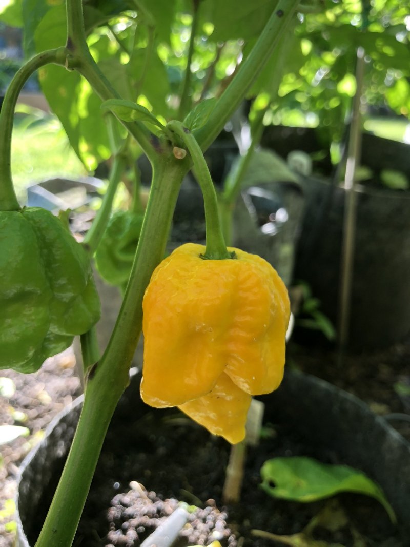 Big Yellow Mama - Seeds - Bohica Pepper Hut 